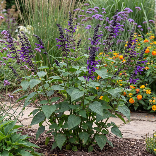 Amistad Salvia