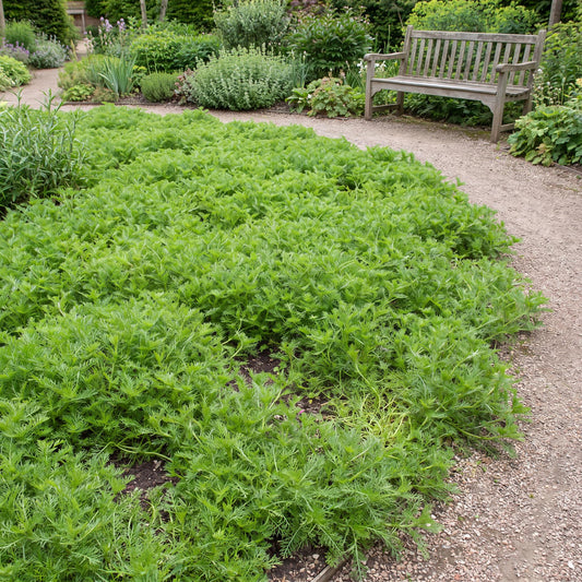 Treneague Chamomile in a 4-inch pot, bright feathery foliage forming a low non-flowering green carpet