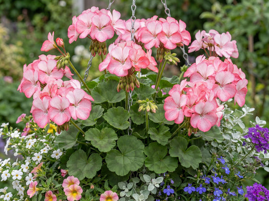 Tango Strawberry Ice Geranium