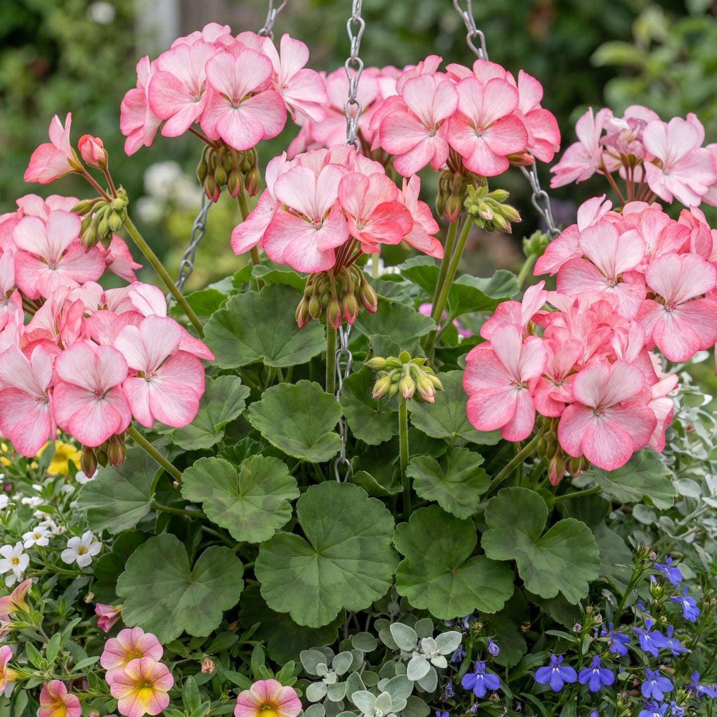 Tango Strawberry Ice Geranium