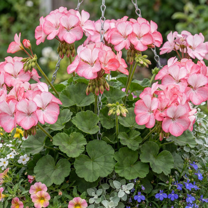 Tango Strawberry Ice Geranium