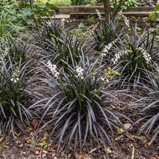 Black Mondo Grass