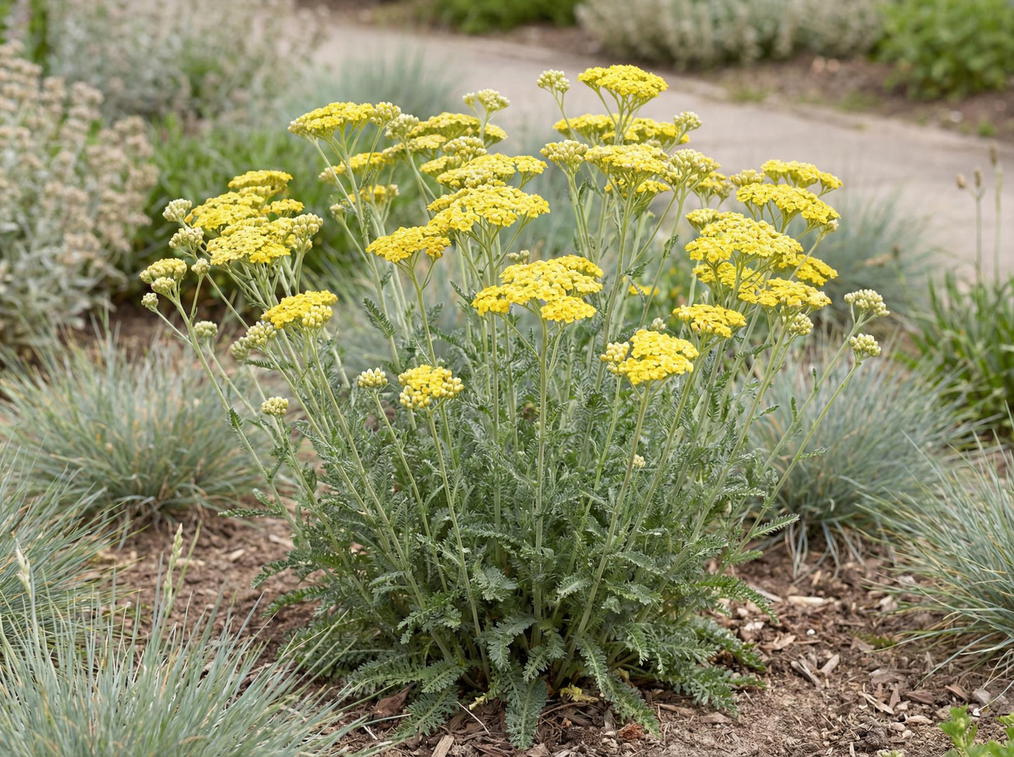 Little Moonshine Yarrow