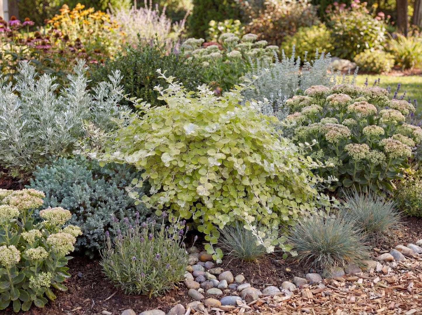 Limelight Licorice Plant