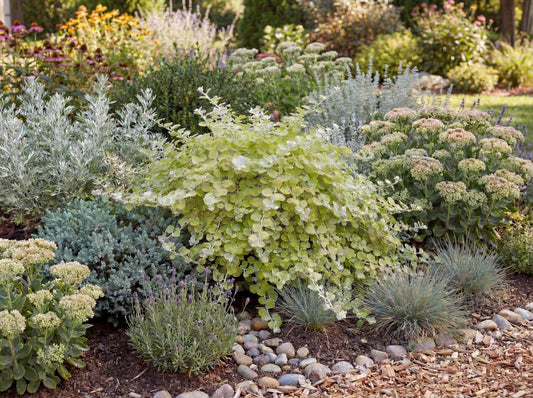 Limelight Licorice Plant