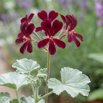 Sidoides Geranium