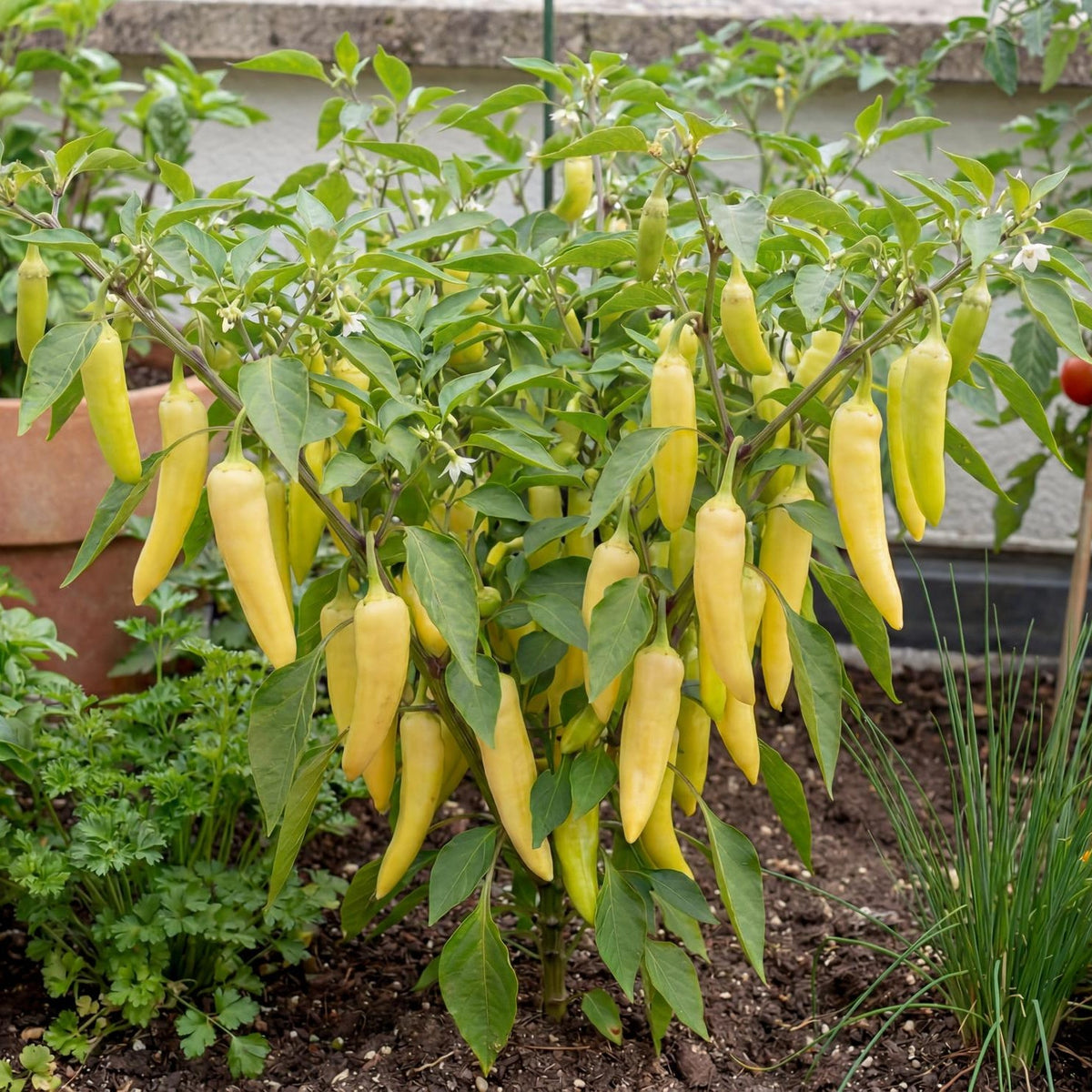 Sweet Banana Pepper