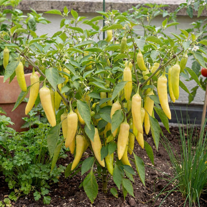 Sweet Banana Pepper