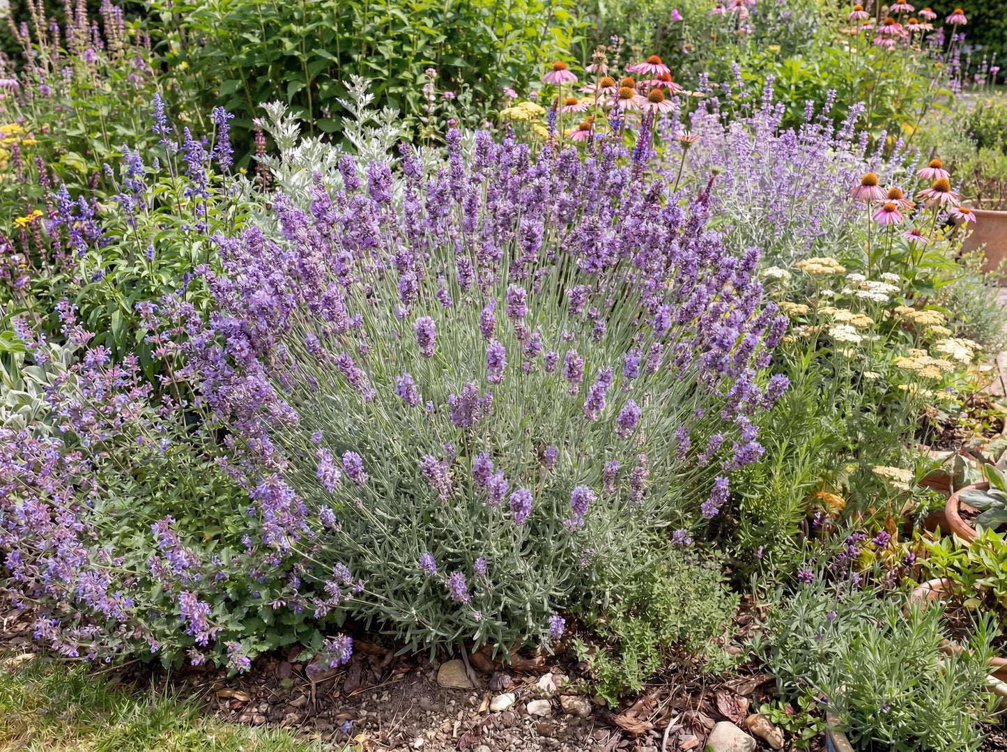 Sensational French Lavender