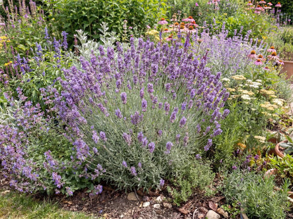 Sensational French Lavender