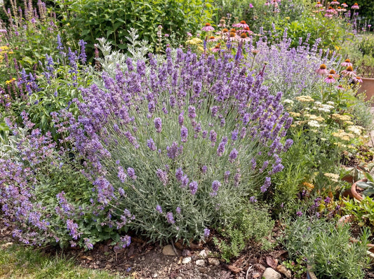 Sensational French Lavender