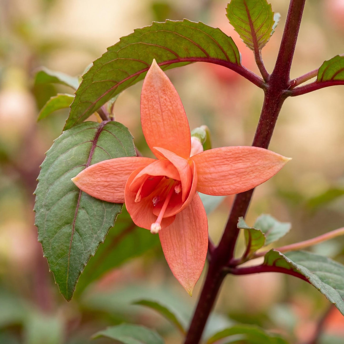 Orange King Marbeller Fuchsia
