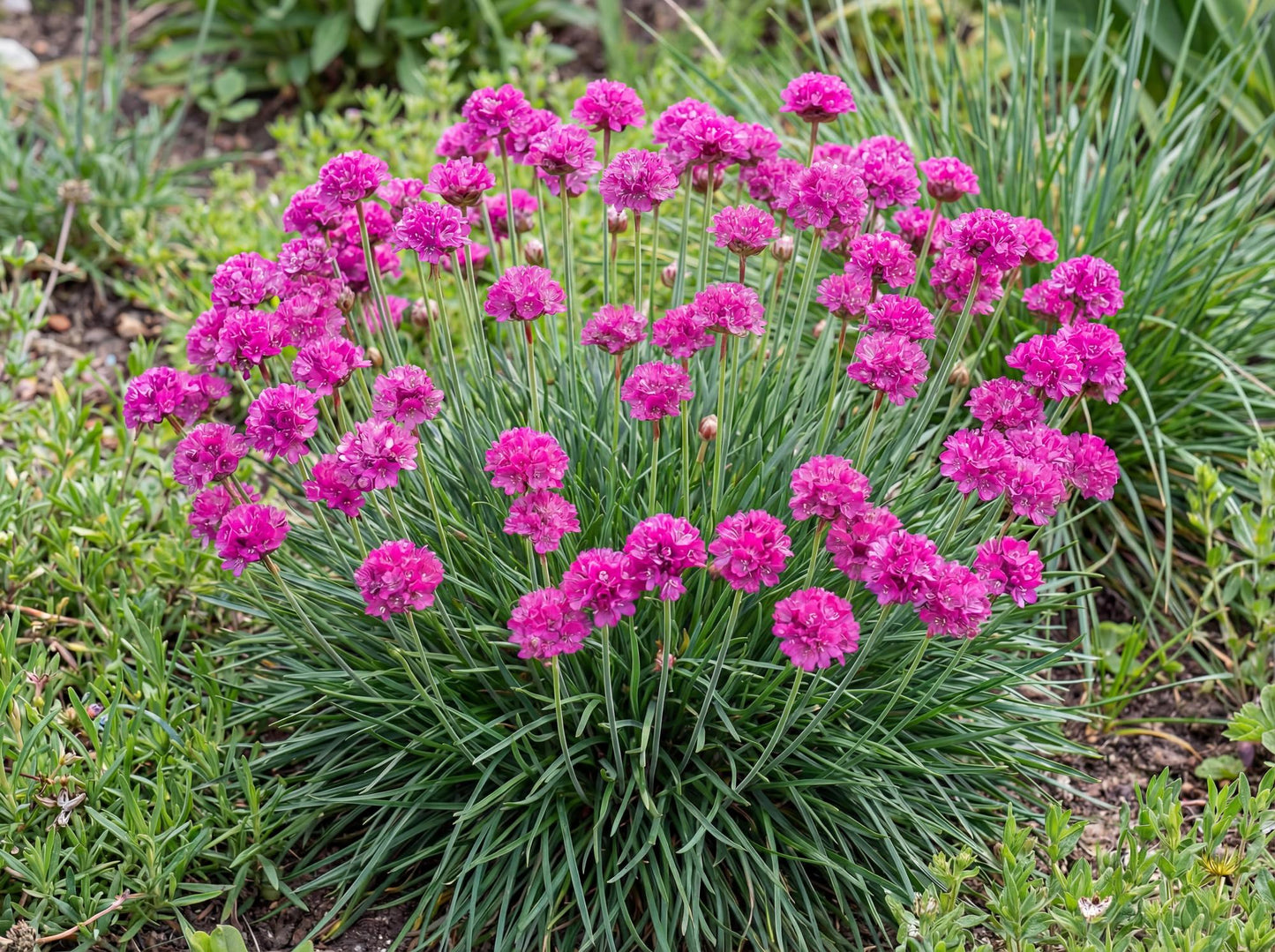 Plantain Thrift Armeria