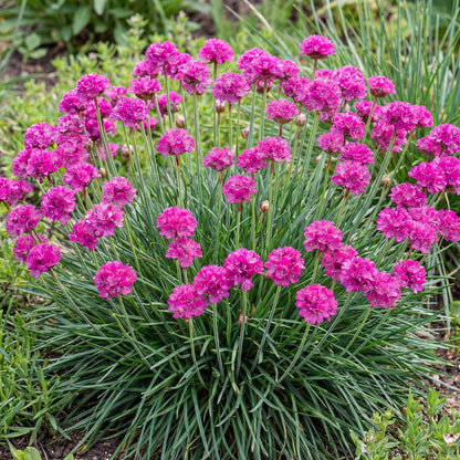 Splendens Sea Thrift Armeria