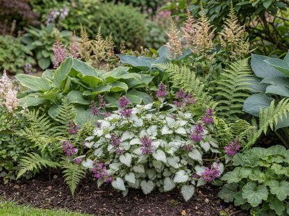 Purple Dragon Lamium