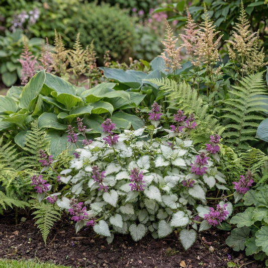Purple Dragon Lamium