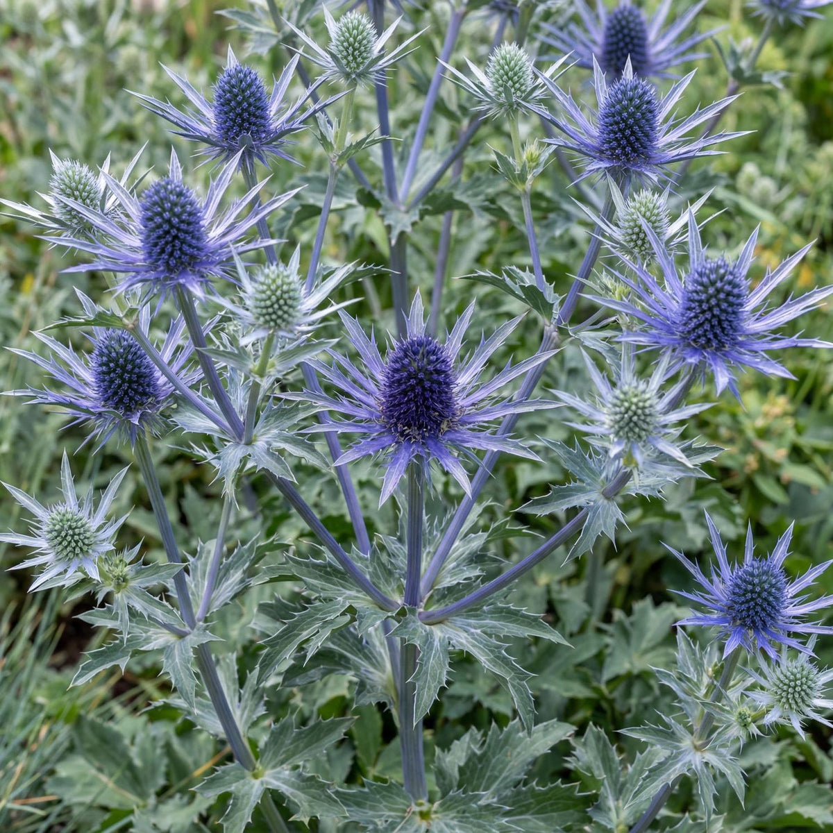 Big Blue Sea Holly in a 4-inch pot, known for violet-blue flower heads ringed with prickly silver bracts.