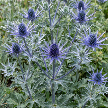 Big Blue Sea Holly in a 4-inch pot, known for violet-blue flower heads ringed with prickly silver bracts.