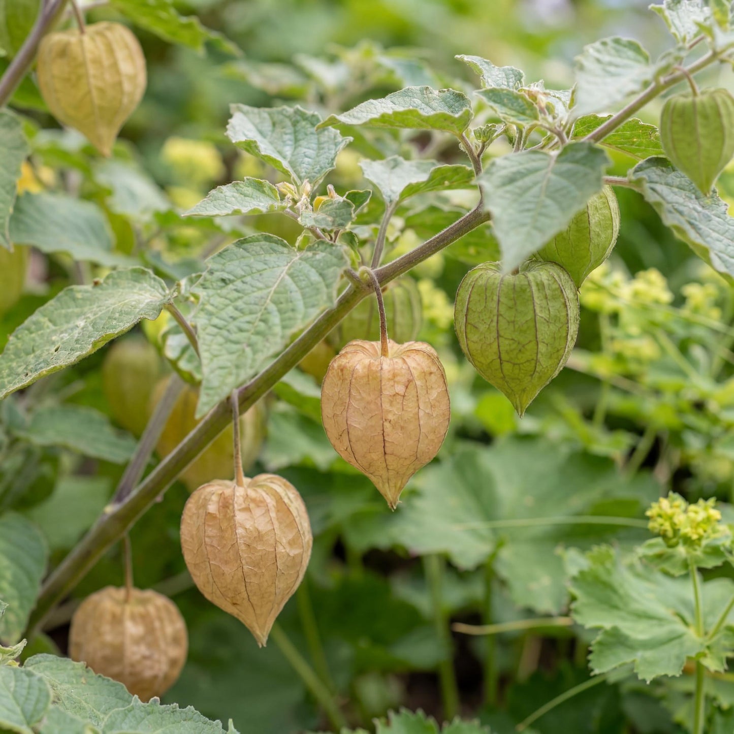 Physalis Ground Cherry Tomato