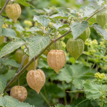 Physalis Ground Cherry Tomato