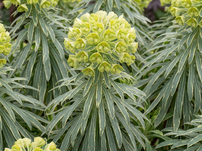 Tasmanian Tiger Spurge