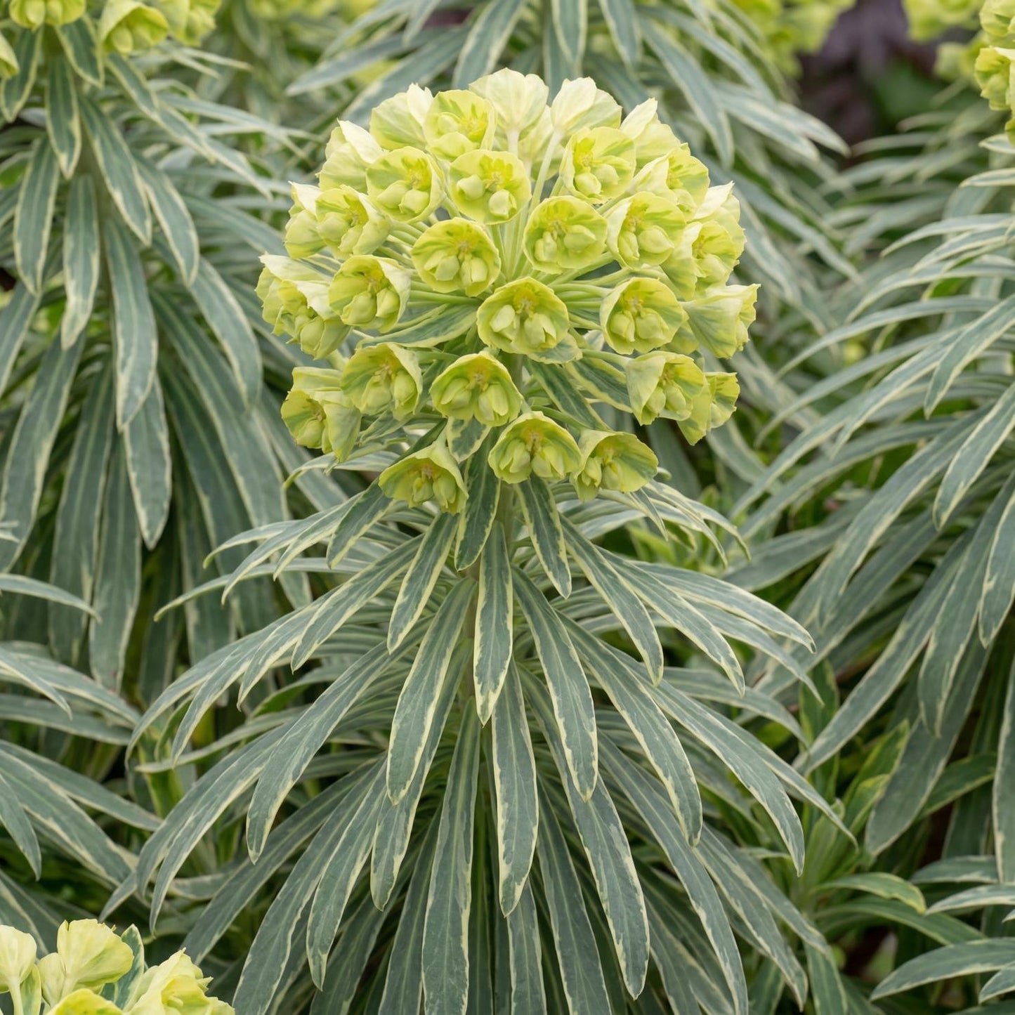 Tasmanian Tiger Spurge