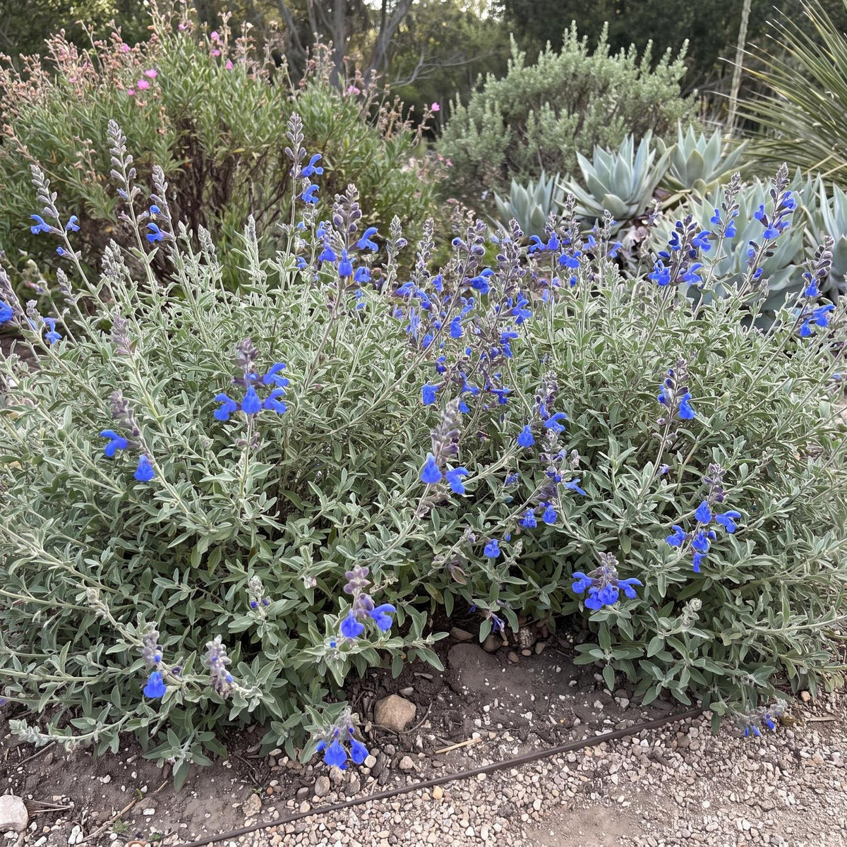 Blue Oak Sage