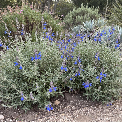 Blue Oak Sage