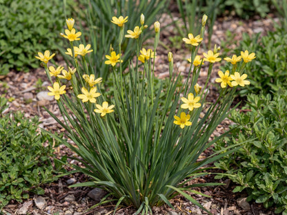 Yellow Eyed Grass