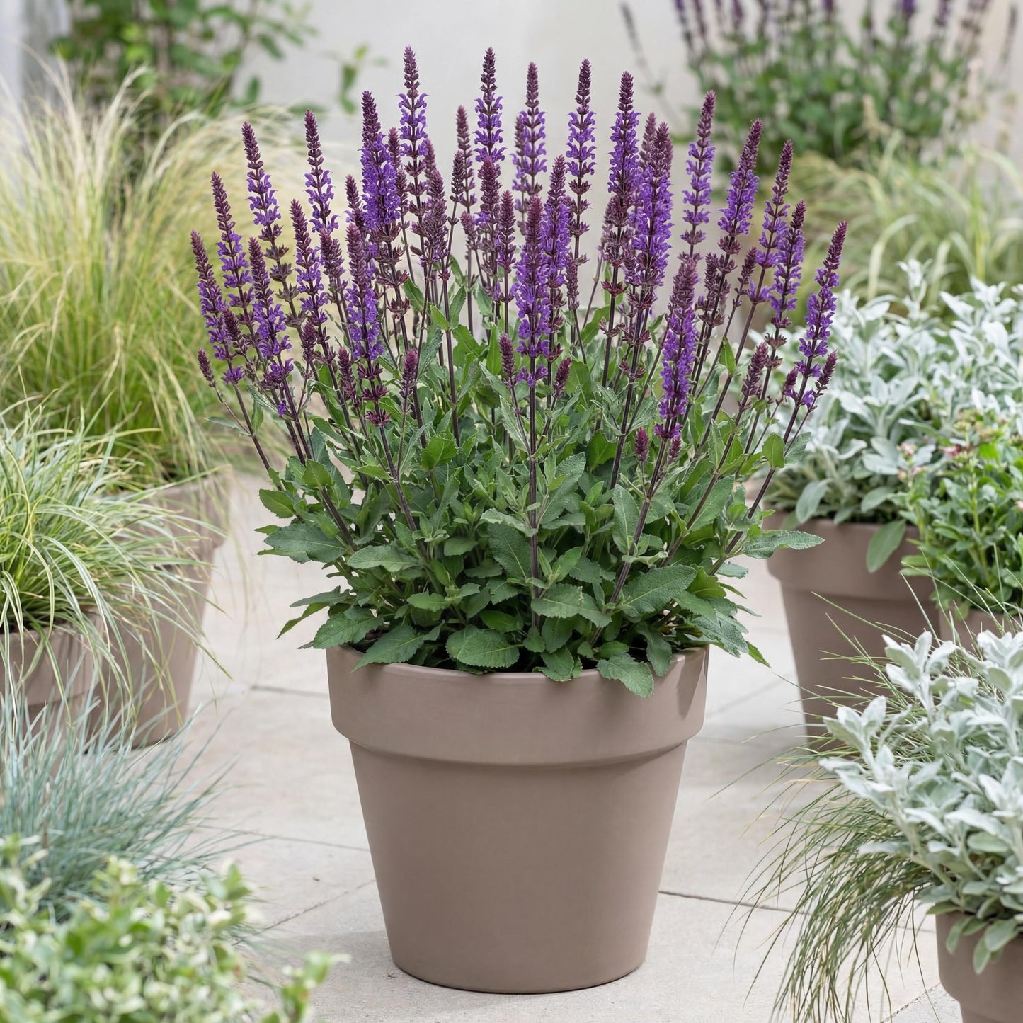 Caradonna Salvia