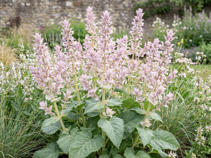Clary Sage