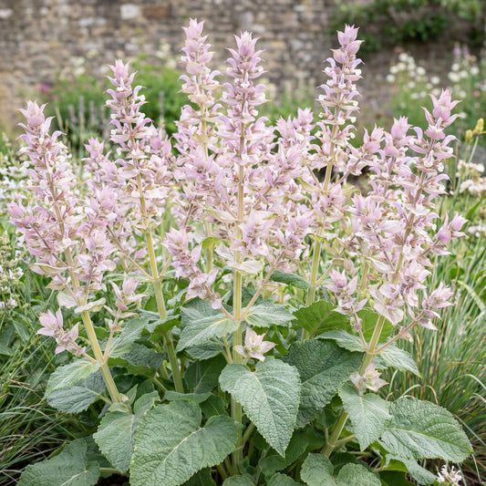 Clary Sage