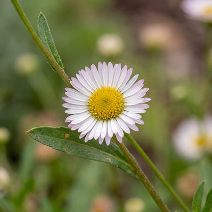 Santa Barbara Daisy (Erigeron)