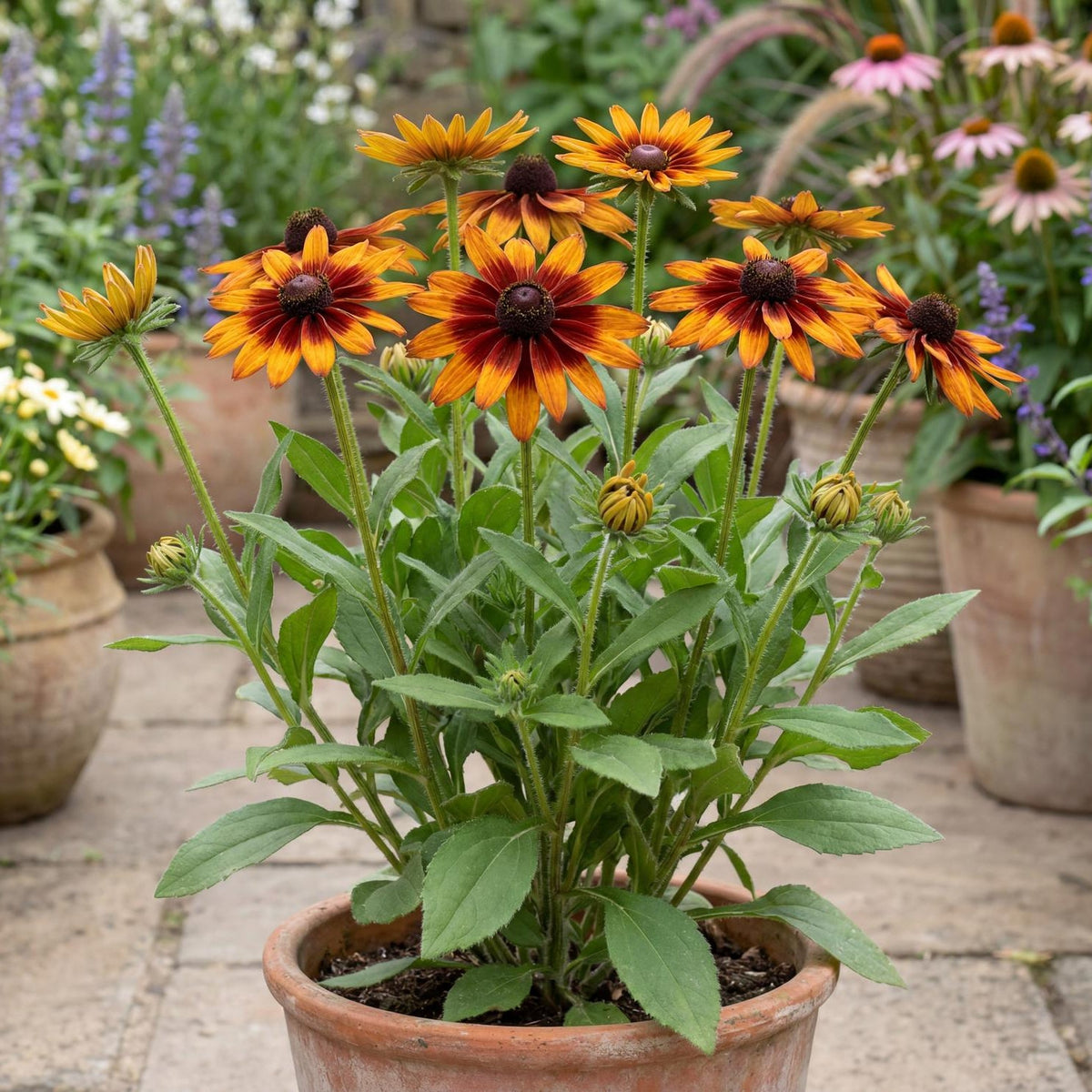 Cappuccino Black-Eyed Susan