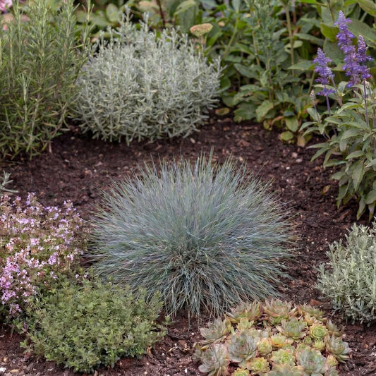 Boulder Blue Fescue