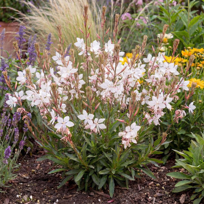 Steffi White Gaura