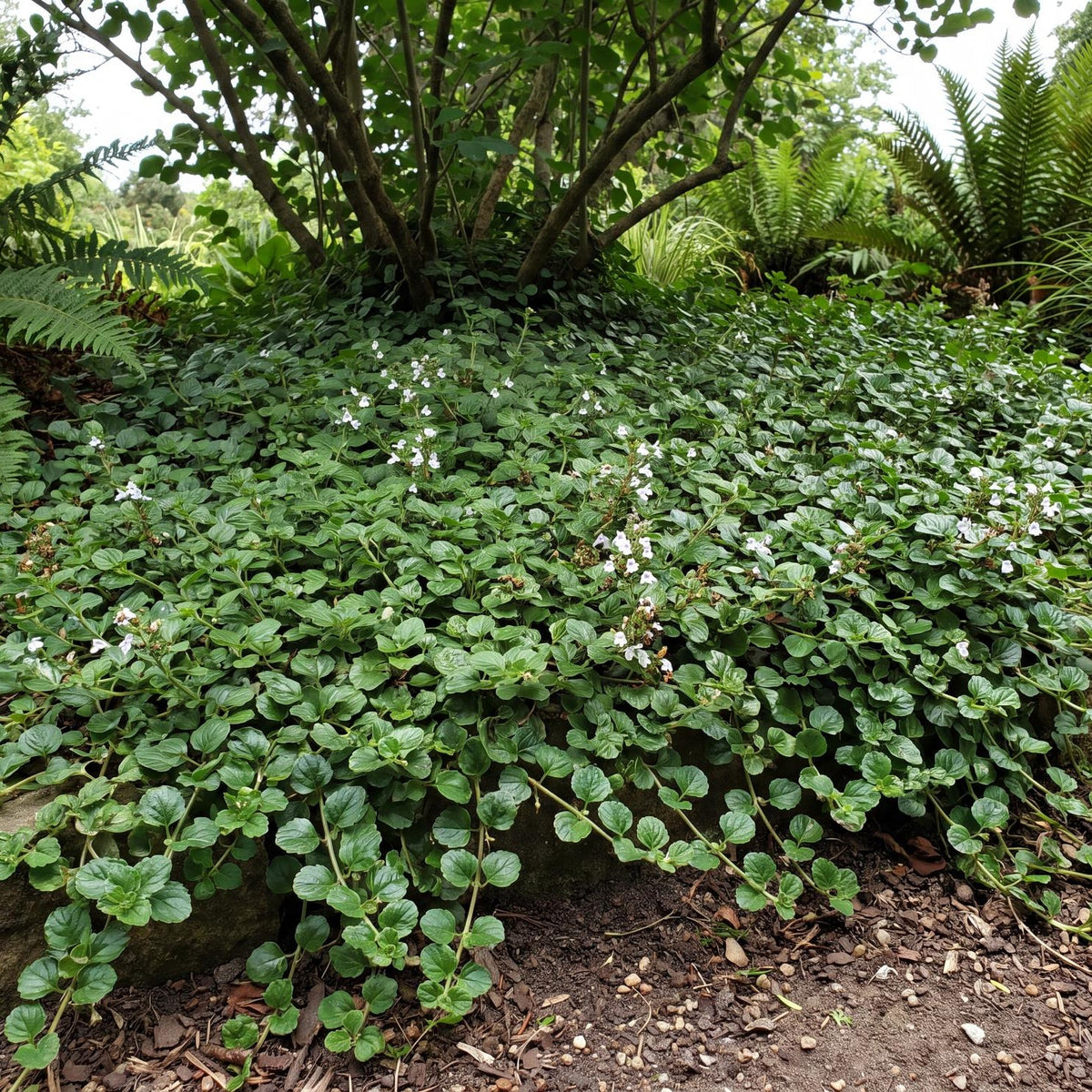 Indian Mint Yerba Buena, Satureja douglasii, in a 4-inch pot, a green trailing ground cover under 6 inches tall