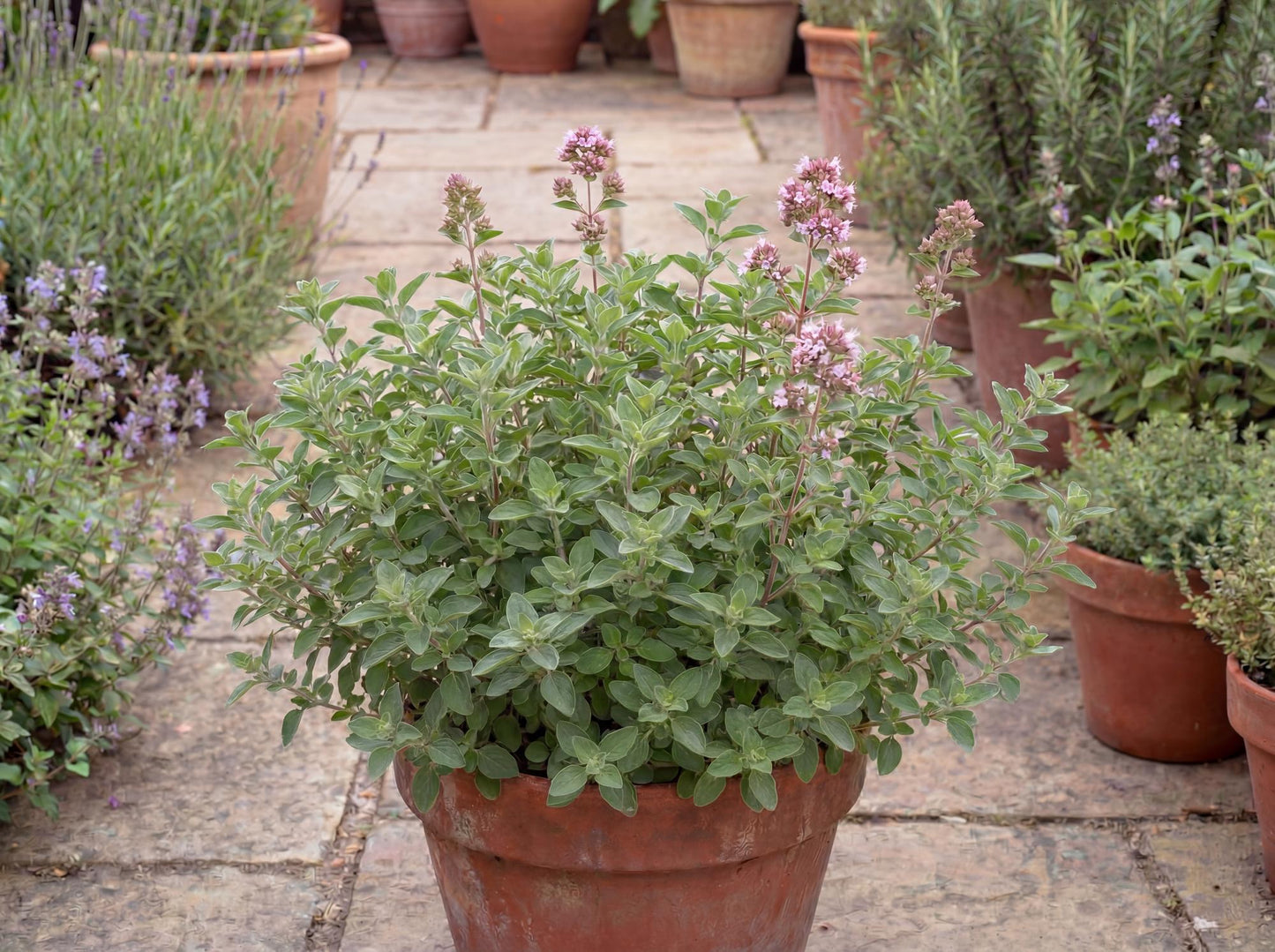 Hot & Spicy Oregano