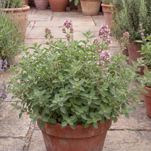 Hot & Spicy Oregano