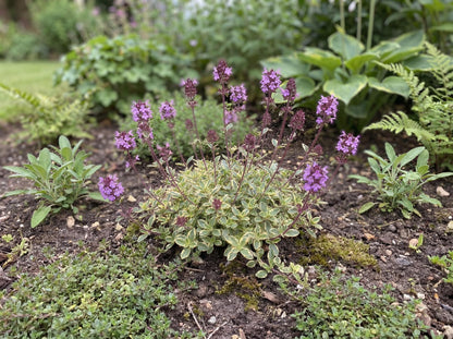 Foxley Broad-Leaf Thyme