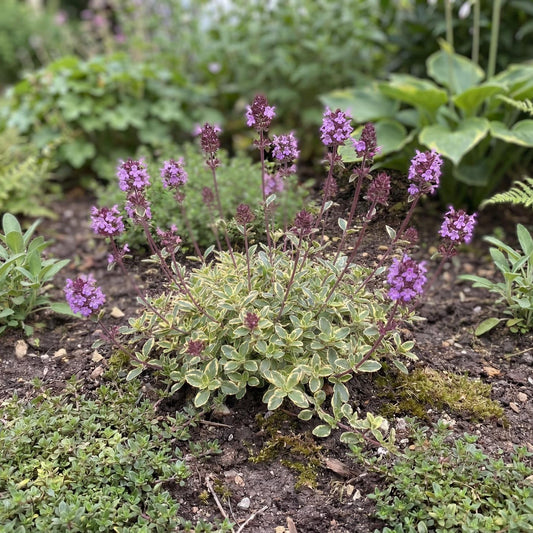 Foxley Broad-Leaf Thyme