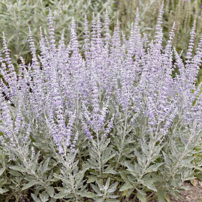 Little Spire Perovskia in a 4-inch pot, small purple-blue flowers rising above silvery aromatic foliage