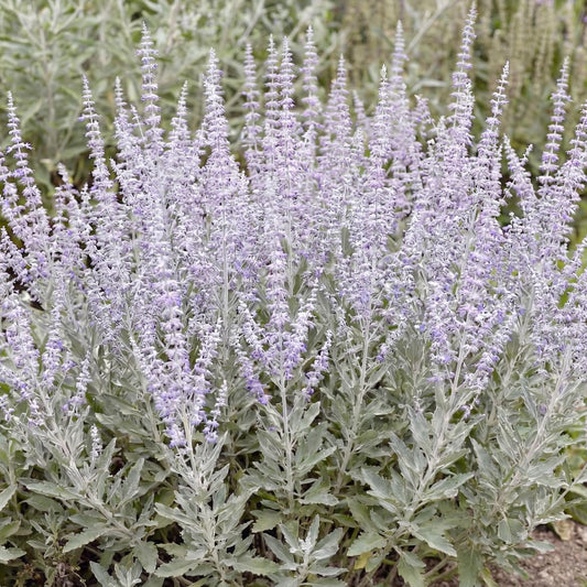 Little Spire Perovskia in a 4-inch pot, small purple-blue flowers rising above silvery aromatic foliage