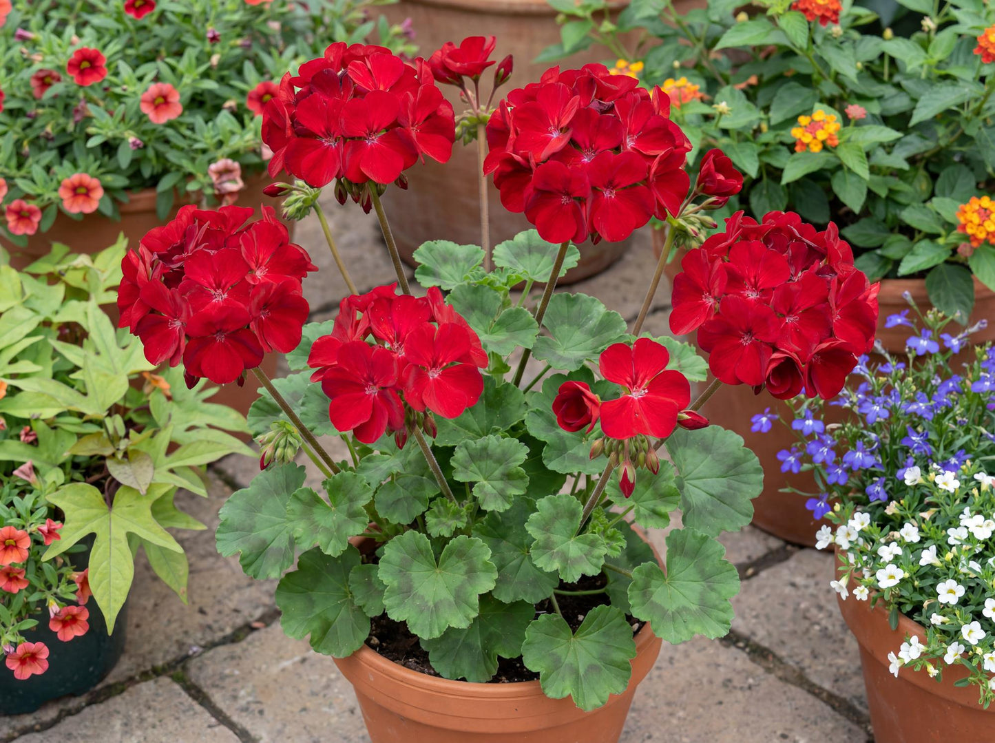 Tango Deep Red Geranium