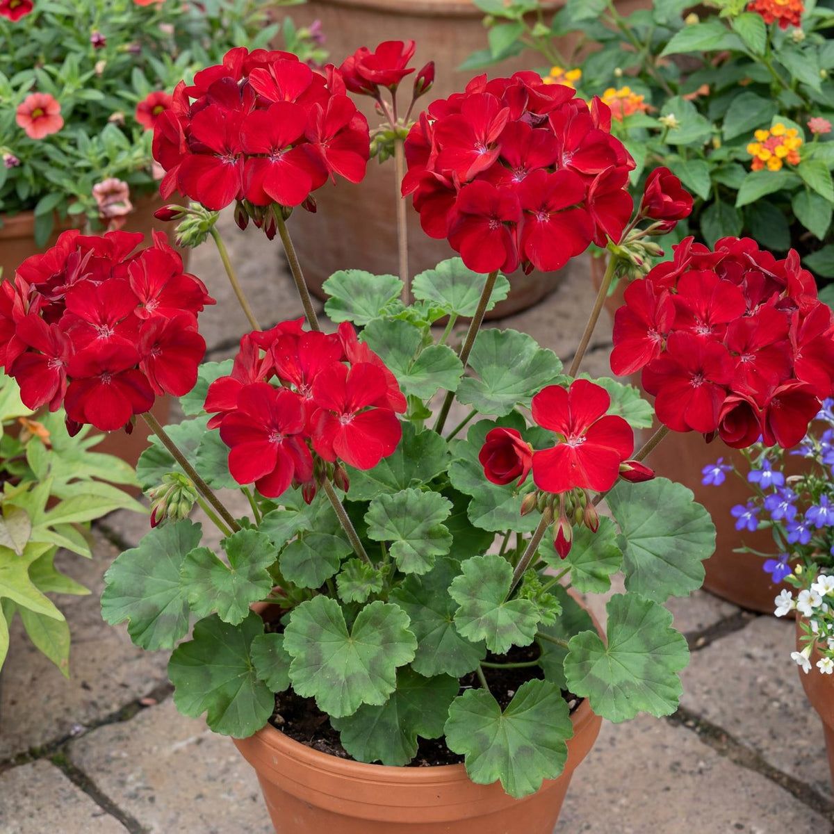 Tango Deep Red Geranium