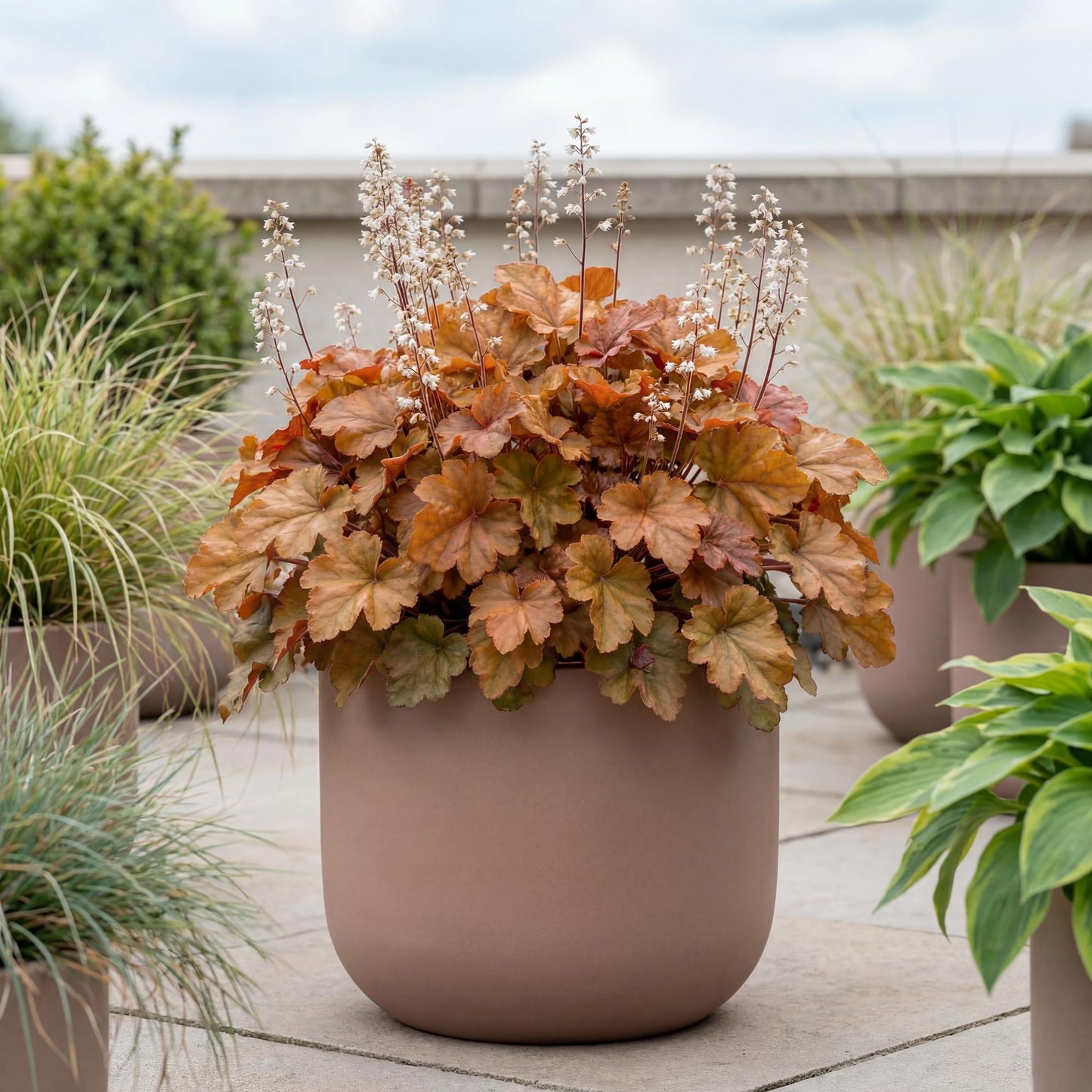 Marmalade Heuchera