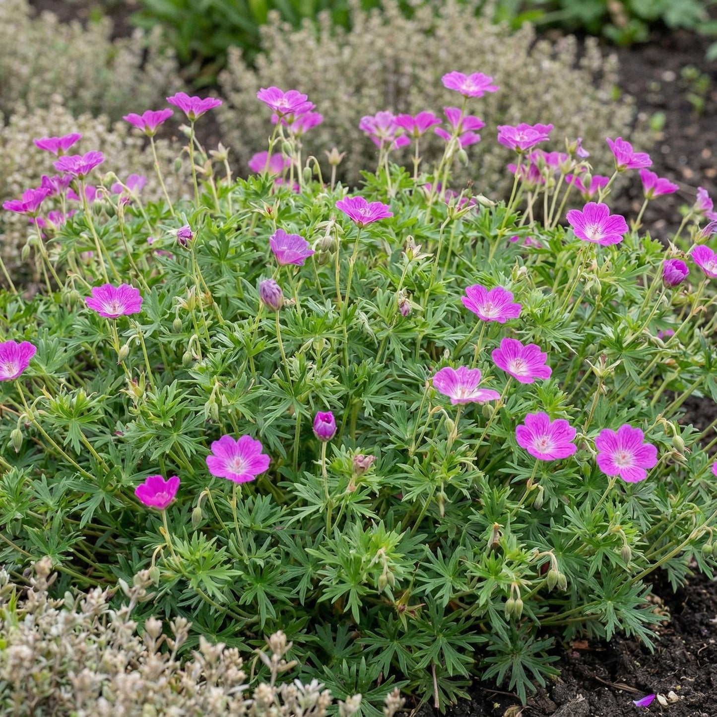 Sanguineum Bloody Geranium