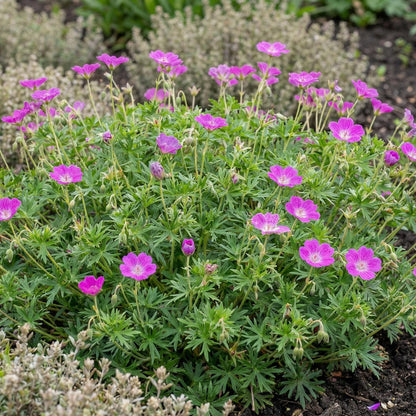 Sanguineum Bloody Geranium