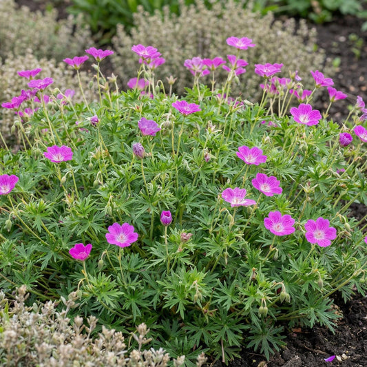 Sanguineum Bloody Geranium