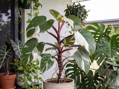 White Knight Philodendron